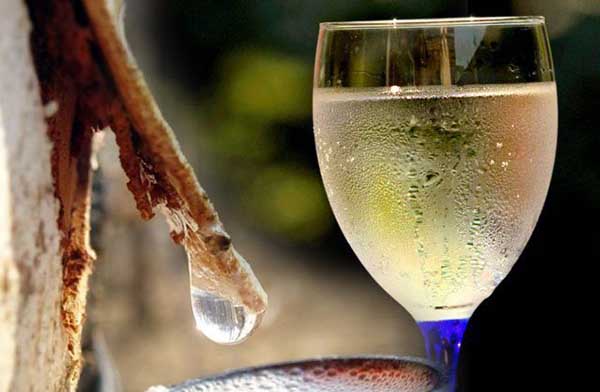 Шампанское из березового сока (рецепт)